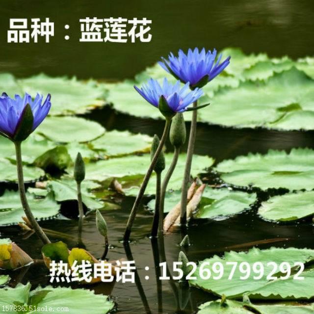 ˮֲ˯ Է˯ ʪ̻