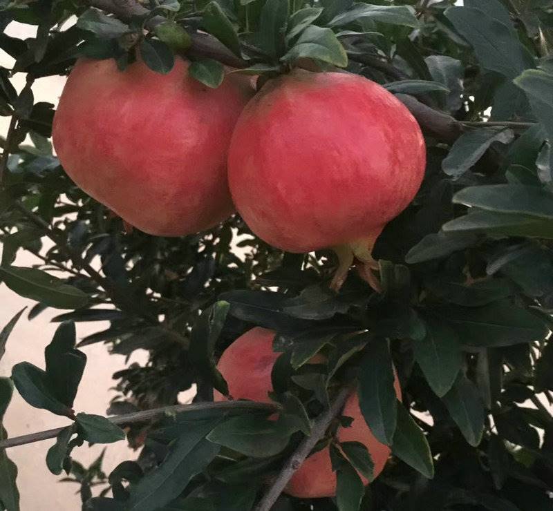 湖南软籽石榴苗供应咨询电话