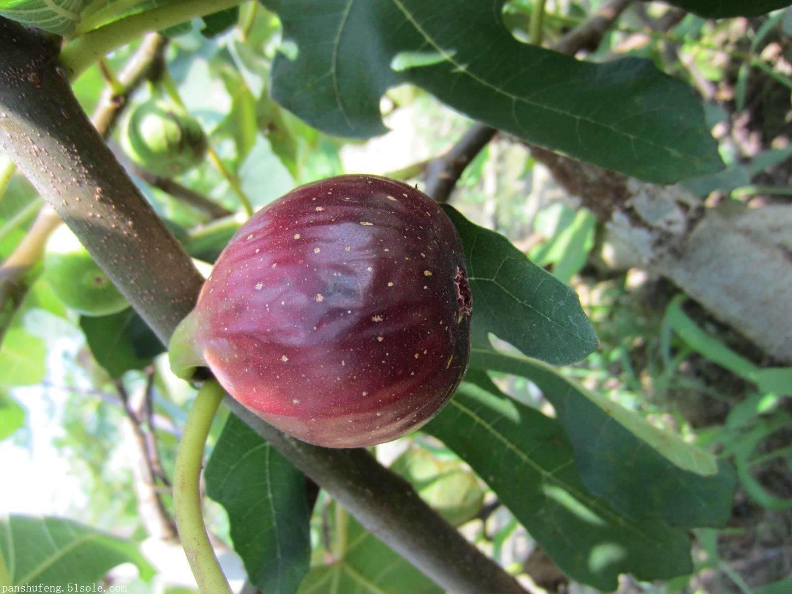 山东无花果树苗品种基地 红矮生无花果苗批发