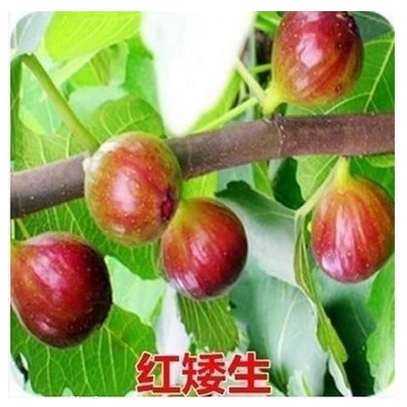 山东无花果树苗品种基地 红矮生无花果苗批发