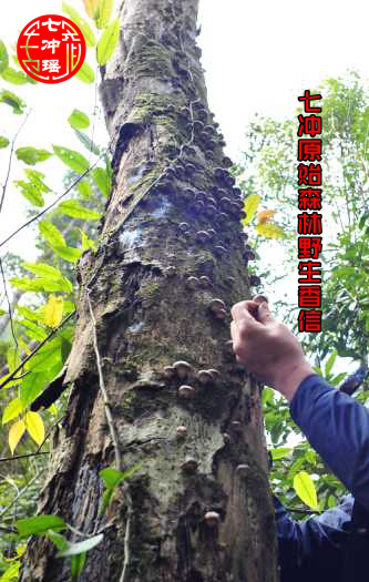 七冲瑶山野生香菇 香信