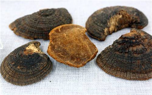 桑黄拍卖市场好吗