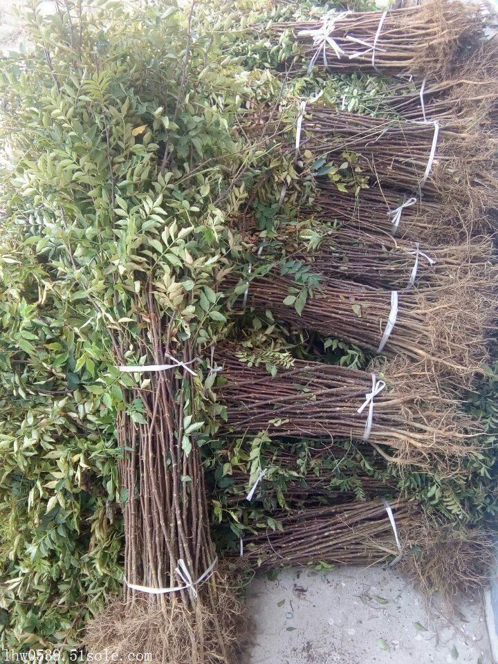 花椒苗批发采购 花椒苗供应 花椒苗价格 花椒苗批发价格