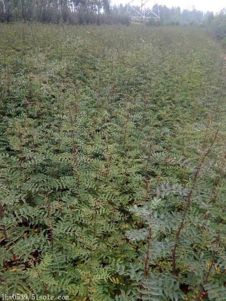大红袍花椒苗基地 一亩地种植多少花椒苗 大红袍花椒苗价格供应