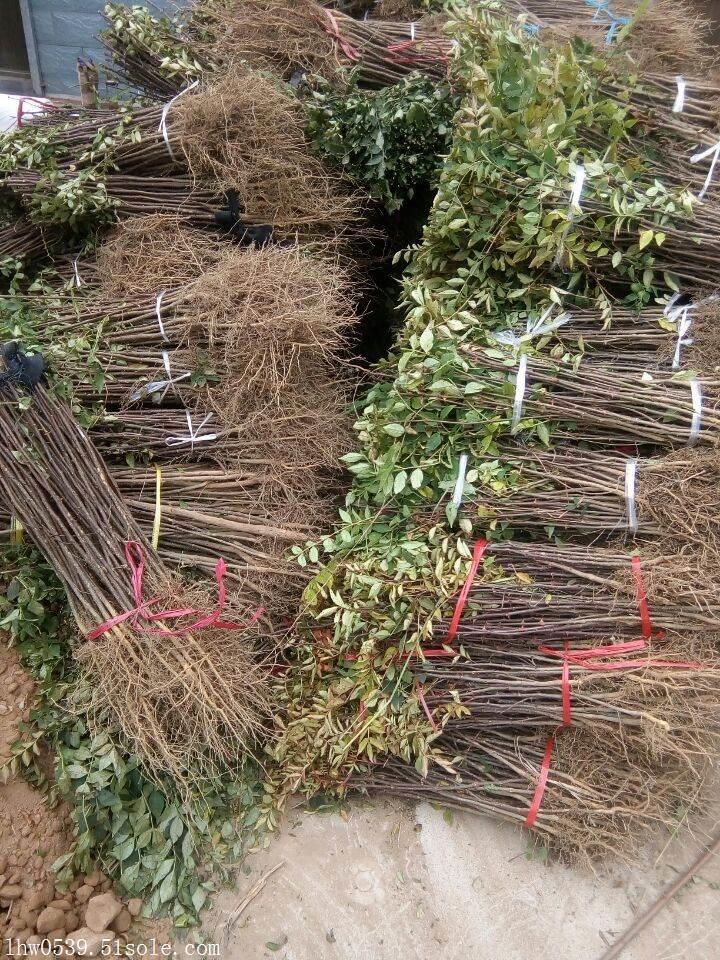 花椒苗 花椒苗价格 一年花椒苗价格 花椒小苗批发价格