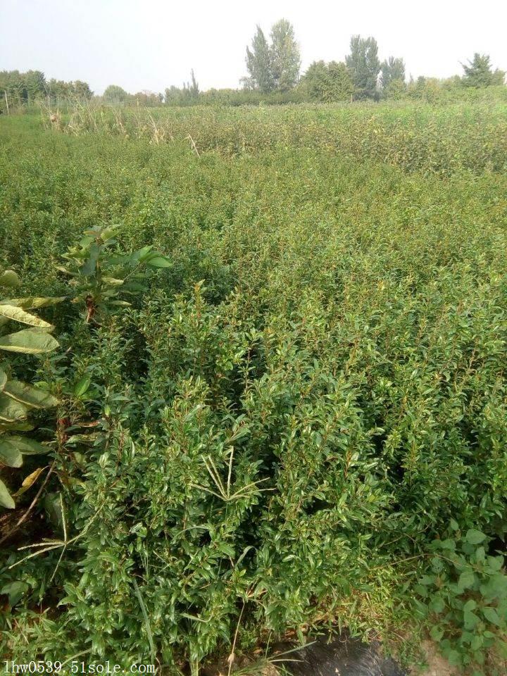 石榴苗 石榴苗繁育基地 软籽石榴苗种植基地