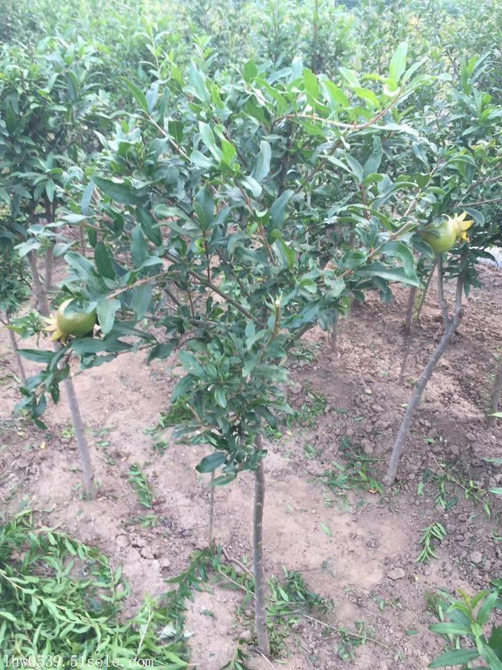 石榴苗 批发石榴苗 石榴苗价格 基地石榴苗