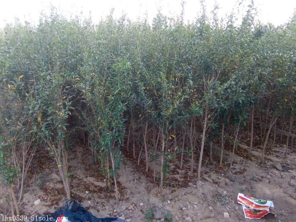 突尼斯软籽石榴苗 基地石榴苗 批发石榴苗 价格石榴苗