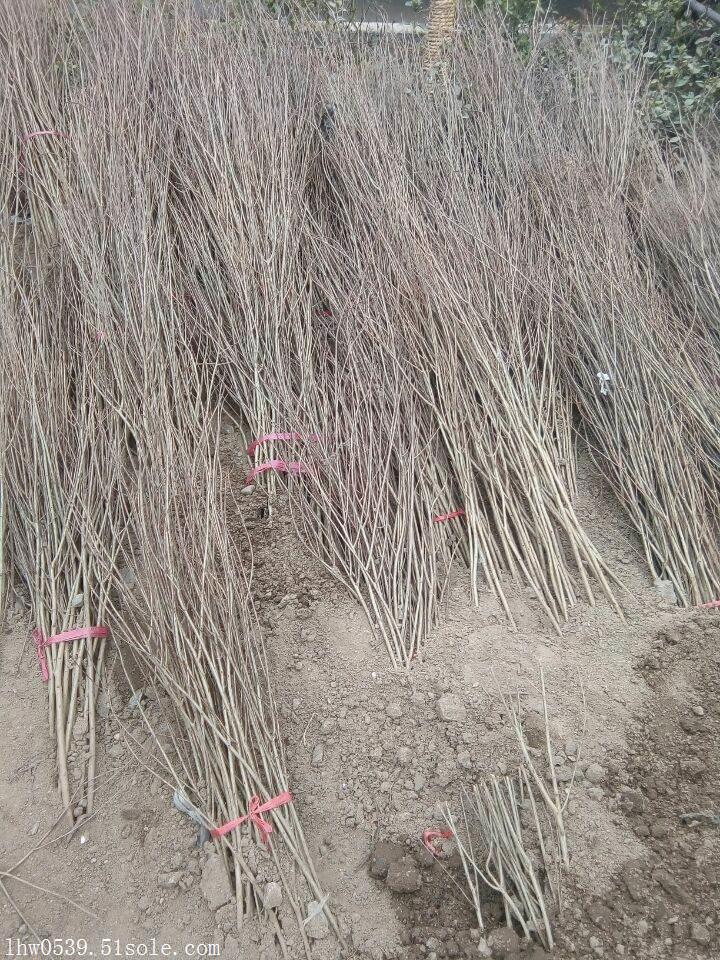 石榴树苗 软籽石榴苗批发 山东软籽石榴苗基地
