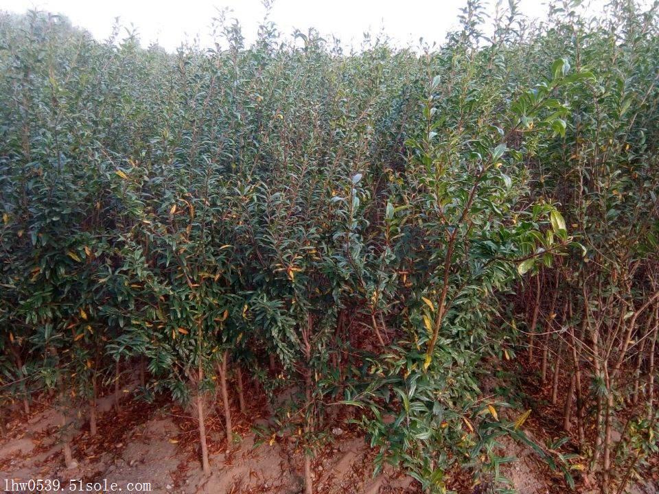 山东石榴苗基地 软籽石榴苗批发价格 石榴苗种植基地
