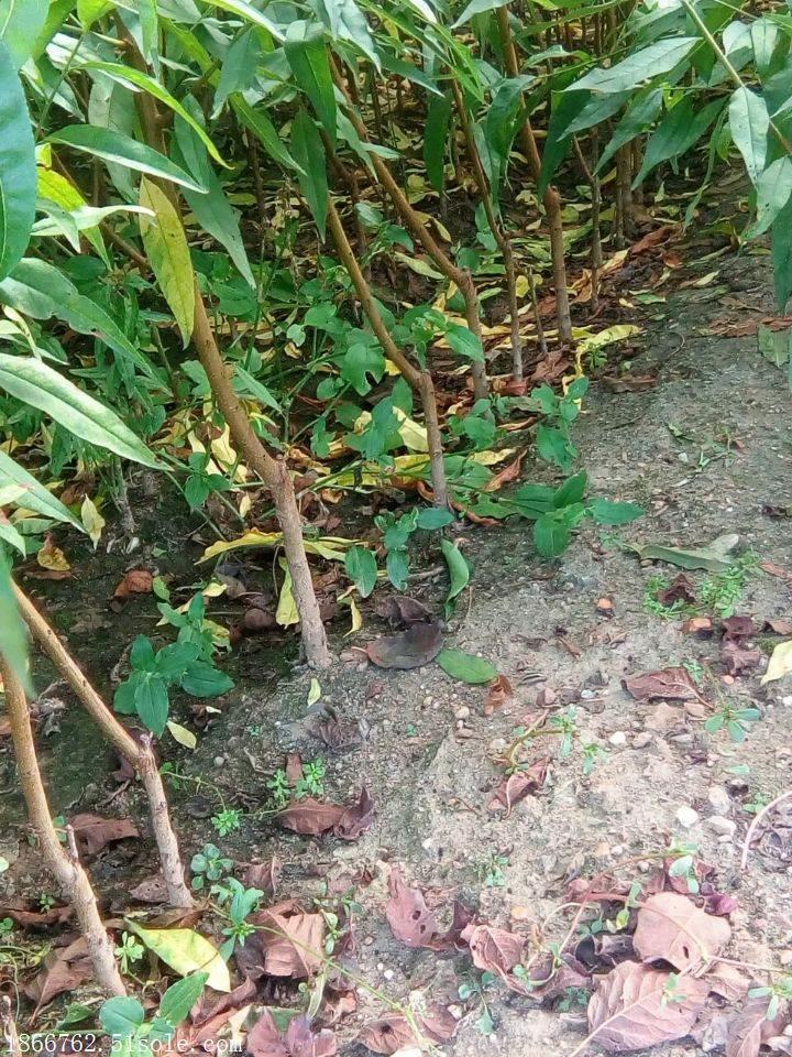 新品种桃树苗
