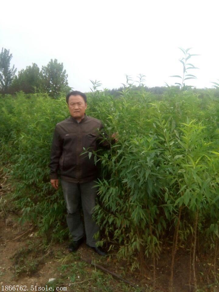 桃树苗基地 桃树苗批发基地