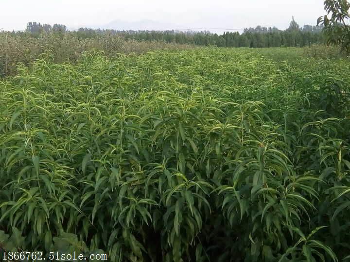 桃树苗基地 秋彤桃树苗
