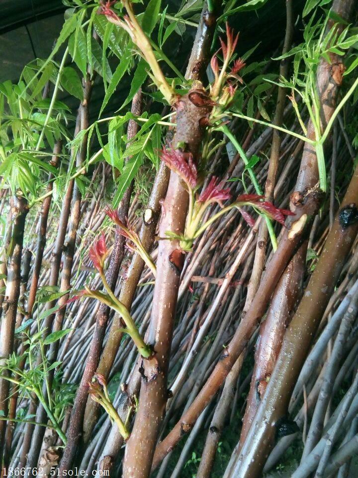 香椿苗基地 红香椿苗种植批发基地