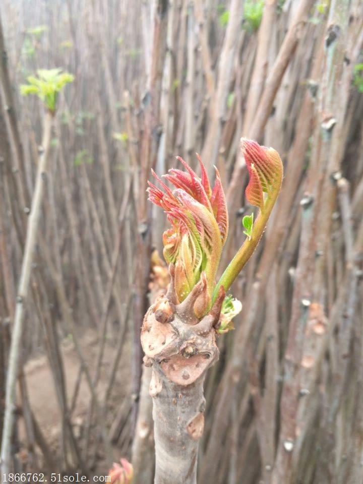 香椿苗基地 香椿苗栽培基地