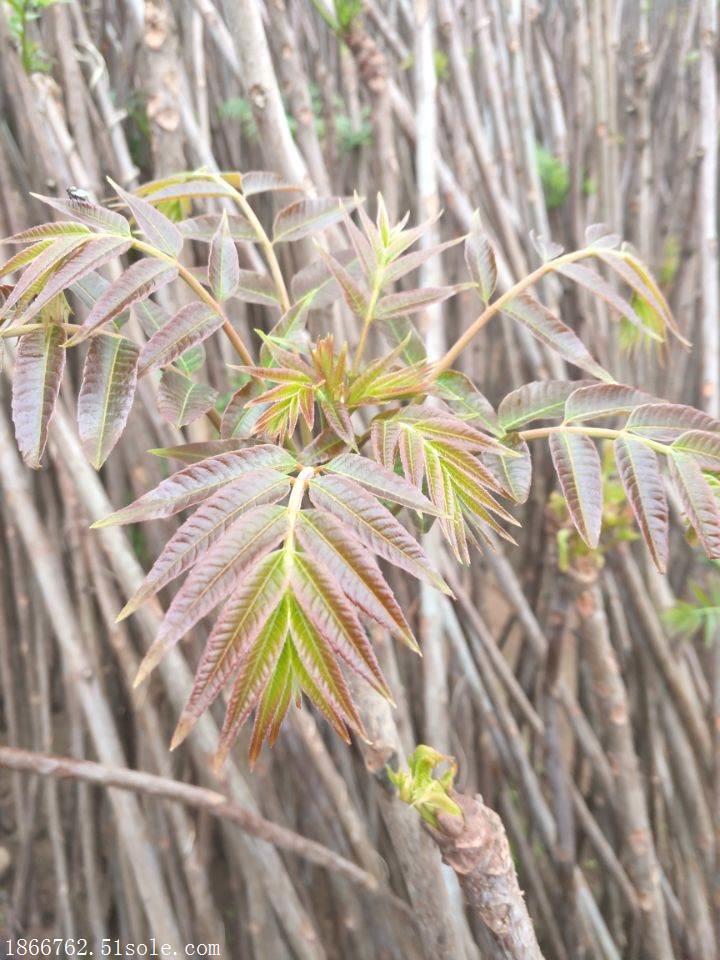 香椿苗基地 大棚香椿苗批发基地
