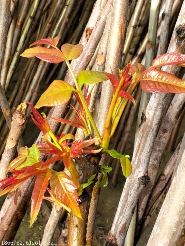 香椿苗种植基地 香椿苗品种