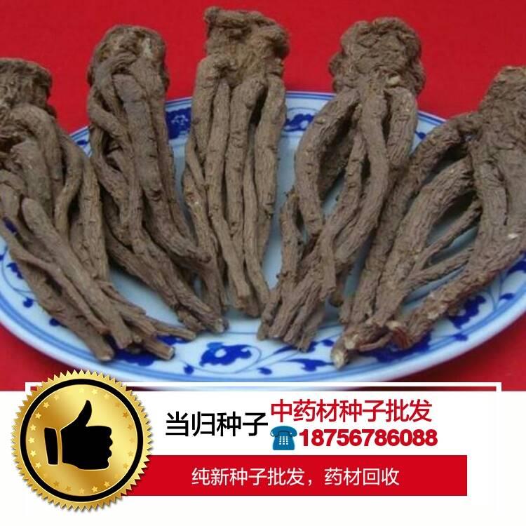 当归种子多少钱一斤当归种植技术效益