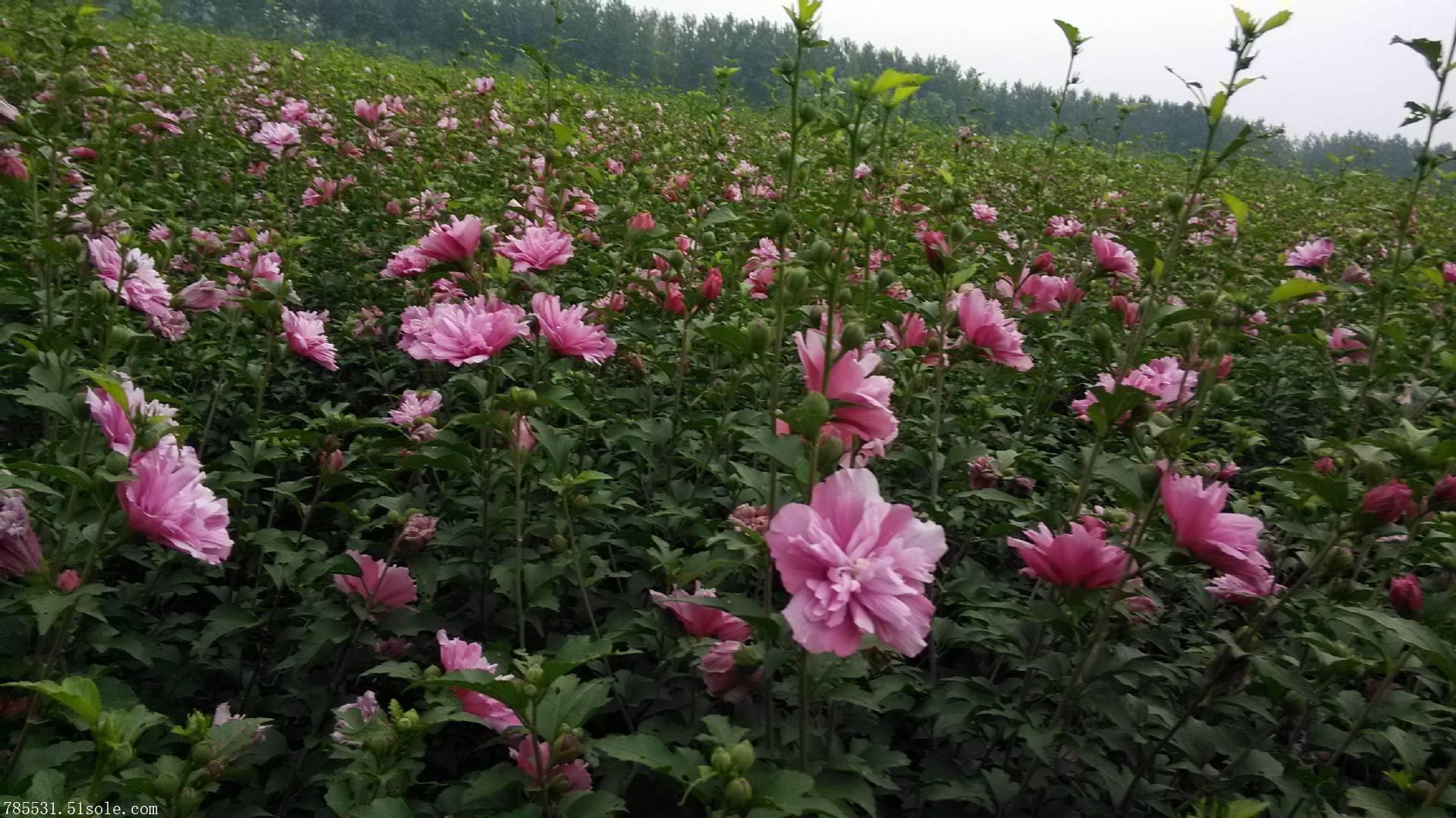 甘肃木槿价格 甘肃丛生木槿行情 玫瑰木槿种植户 木槿花传说