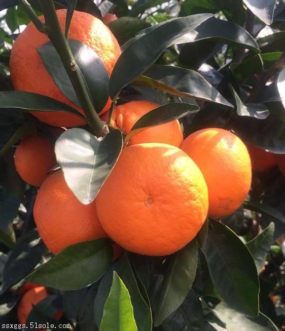 泰安水果批发,百香果,沃柑,茂谷柑批发找广西山