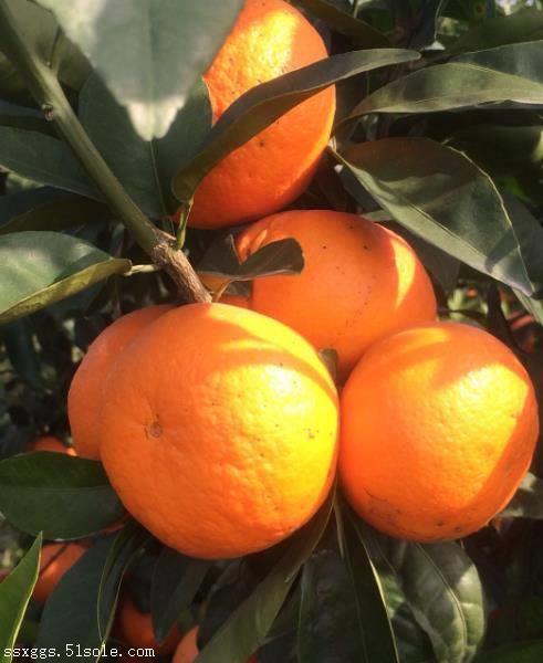 泰安水果批发,百香果,沃柑,茂谷柑批发找广西山