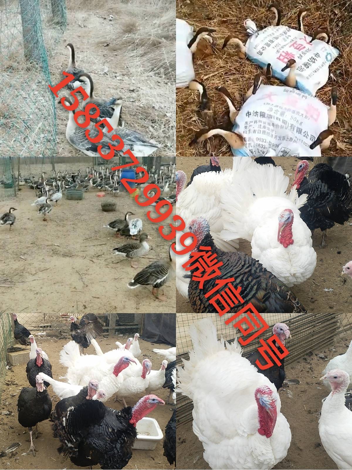 火鸡养殖场华旺养殖场甘肃省甘南藏族自治州卓尼县