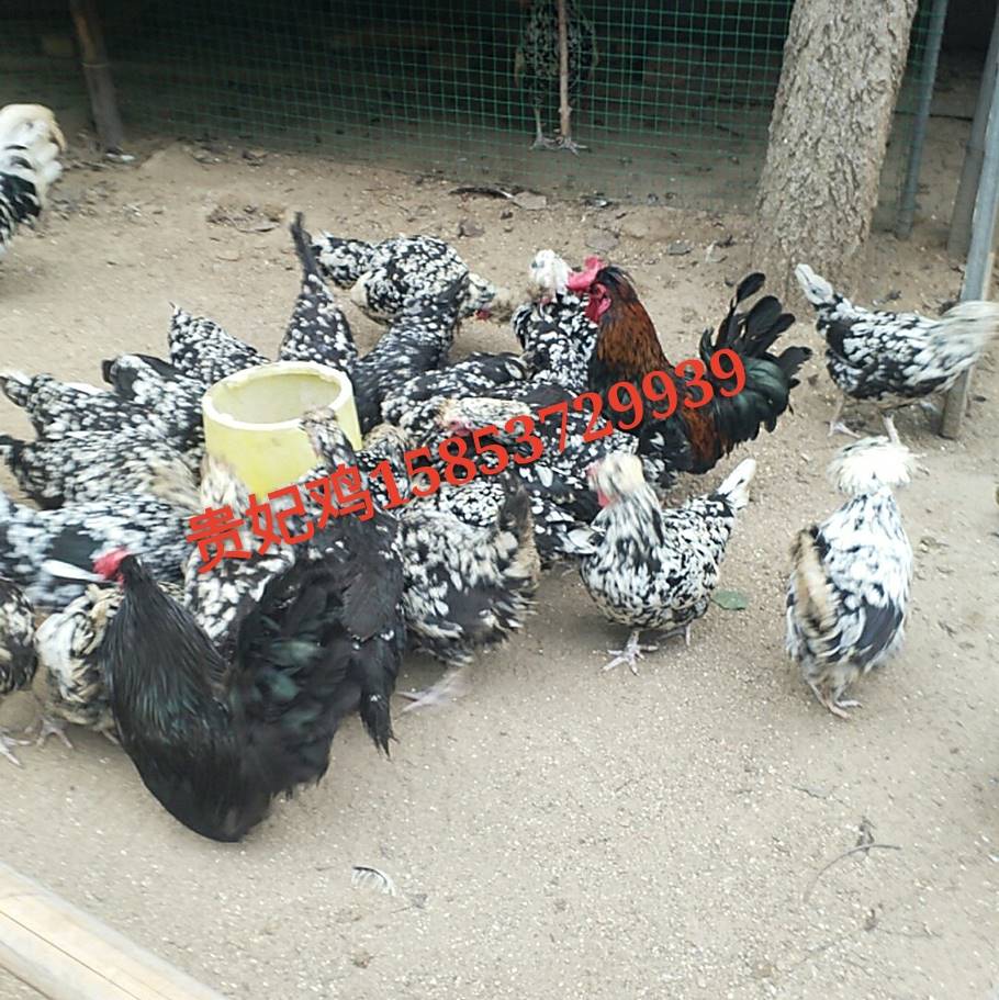 火鸡出售华旺养殖场青海省海西蒙古族藏族自治州乌兰县