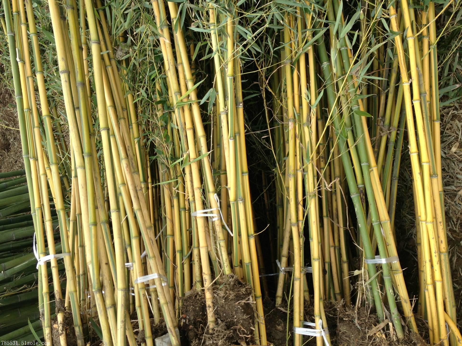 陕西竹子 西安竹子 竹子有哪些优点和用途