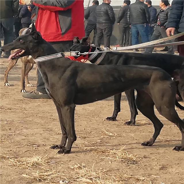 全活的格力犬价格多少钱一只