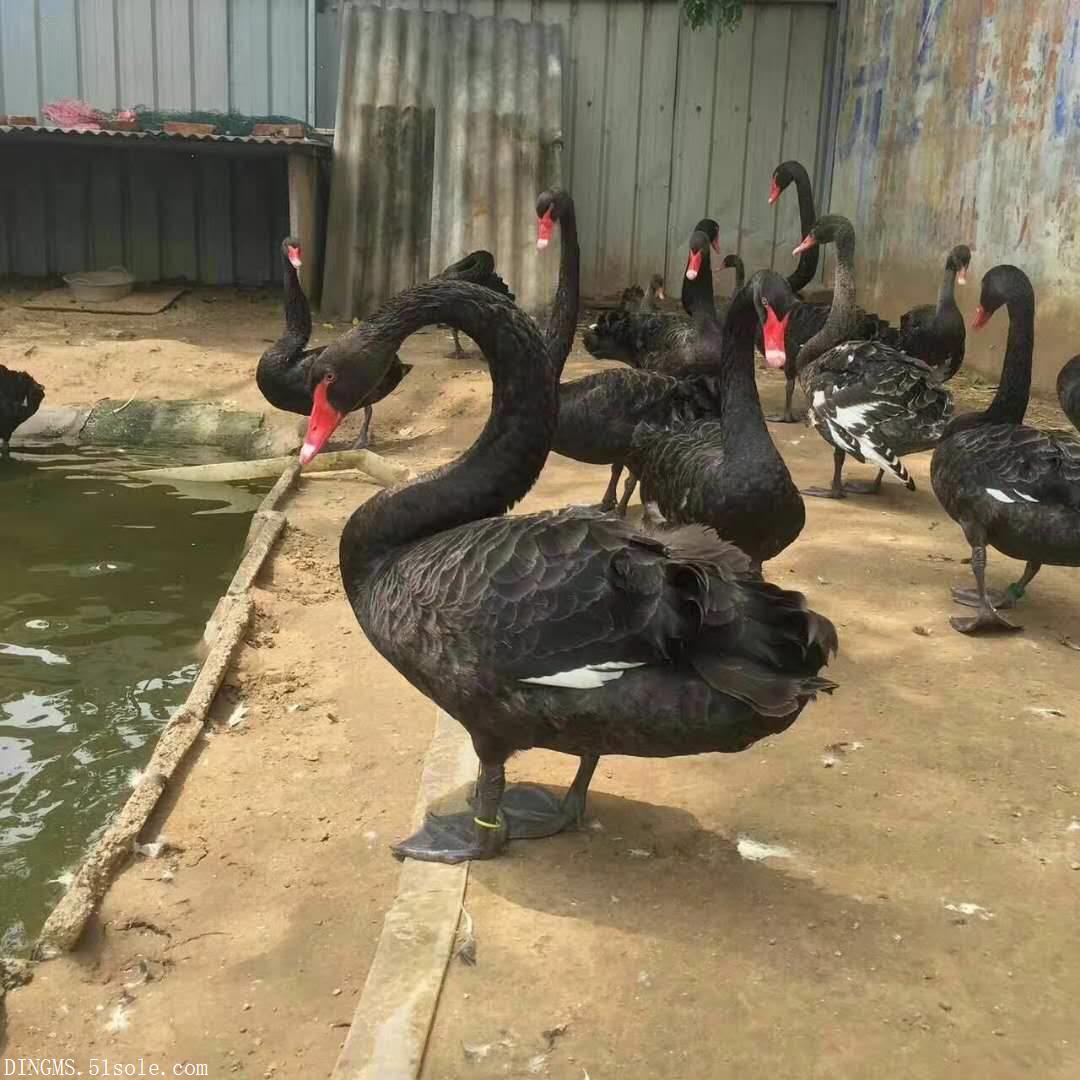 �Ϻ�������ֳ���۸�