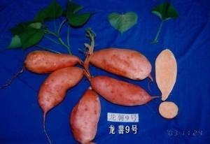 红薯苗多少钱一棵\/光发甘薯sell\/优质红薯苗