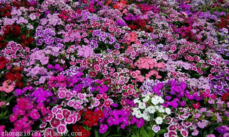 五彩石竹种植方法,五彩石竹花期,花海打造
