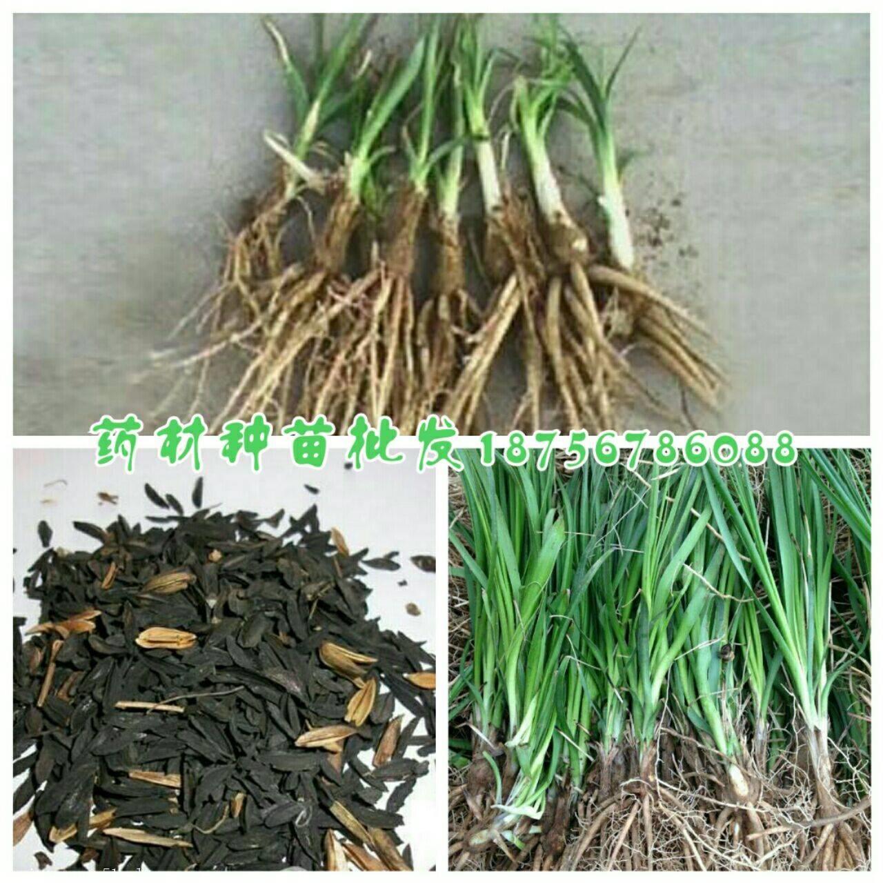 亩产三万斤水稻图片_中药材亩产收入有多少(2)