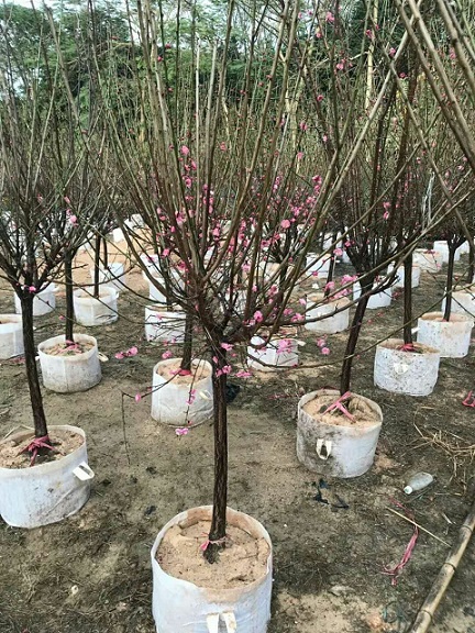 精品梅花树,园林绿化工程,福建基地自产自