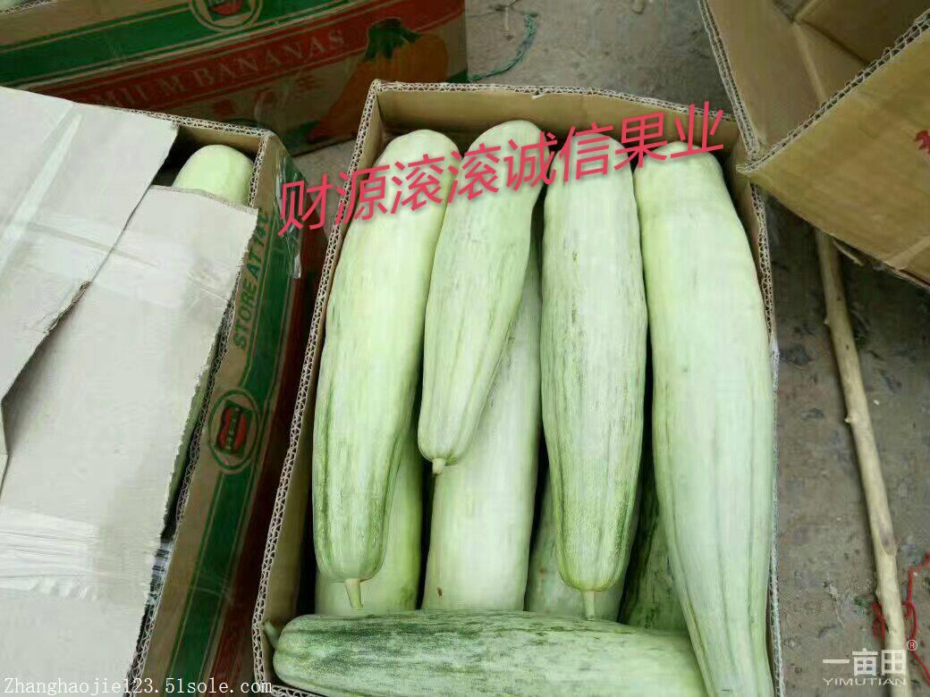 羊角蜜甜瓜,冰糖籽图片_高清图-潍坊张豪杰瓜