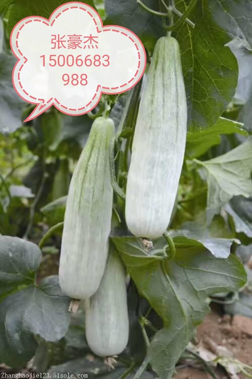 羊角蜜甜瓜,冰糖籽图片_高清图-潍坊张豪杰瓜