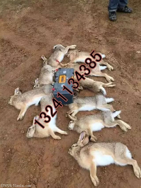 电打野猪机器怎么捕捉群猪 捕野猪机