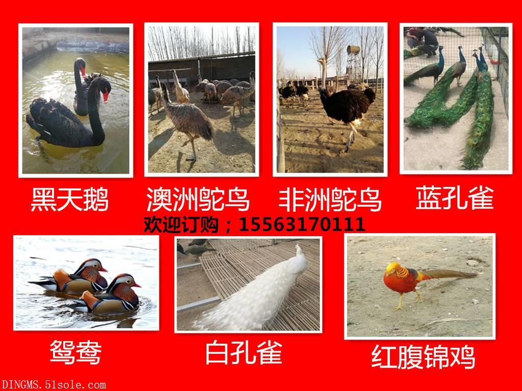 ����������ֳ���������