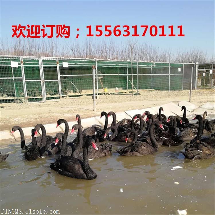 ����������ֳ���������