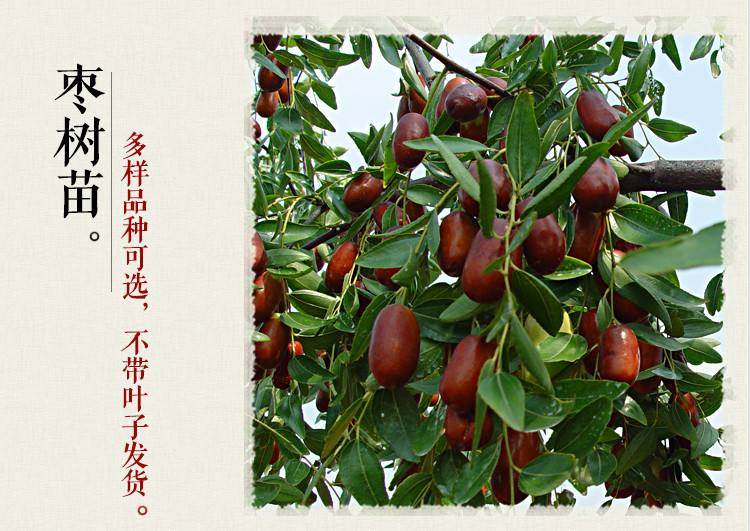 哪里有枣树苗基地