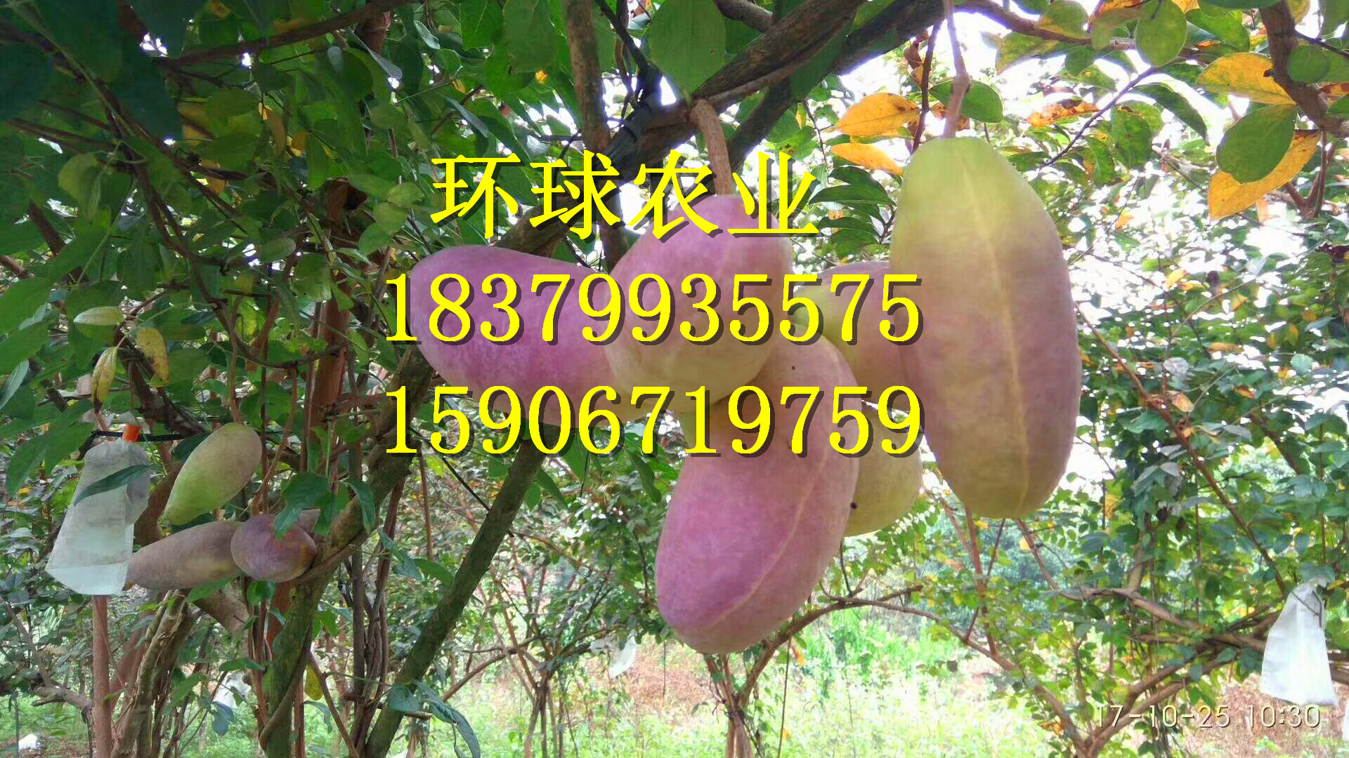 环球农业出售优质八月瓜紫宝二号苗八月炸
