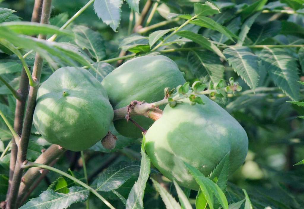 文冠果经济效益，文冠果怎么规模种植，文冠图片_高清图