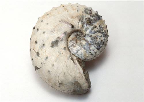 海螺化石怎么保存图片_高清图-广州溯源文化