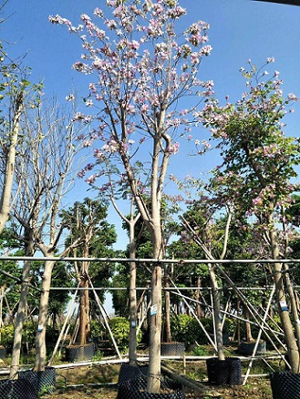 宫粉紫荆,绿化行道树,物美价廉,福建基地