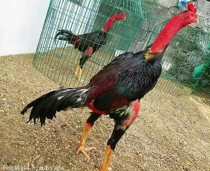 快杀越南斗鸡多少钱一只