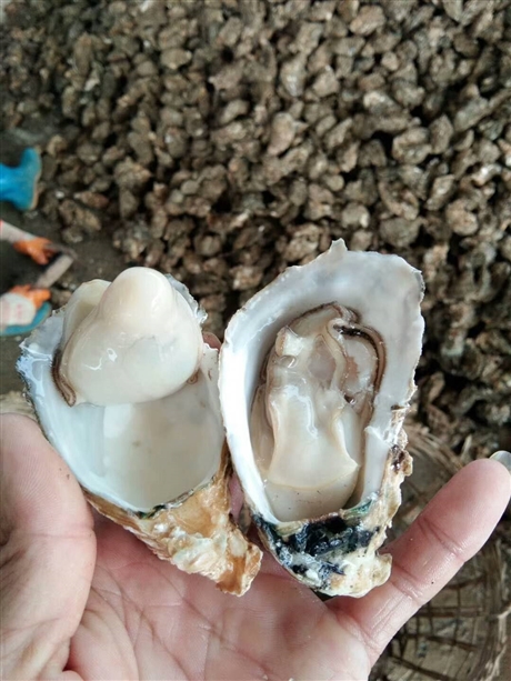 钦州生蚝批发 中国最好的生蚝产地 福州生蚝一