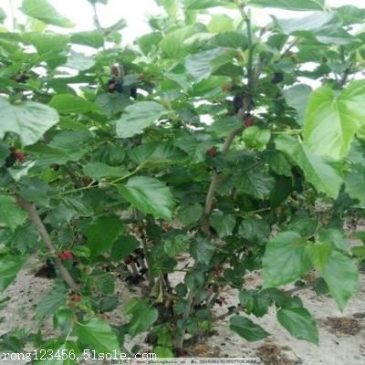 桑葚树苗哪有-果树苗基地批发新品种-桑葚果树