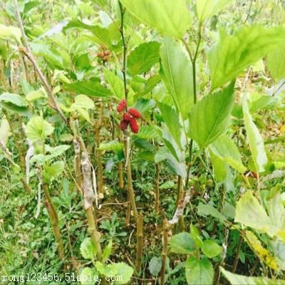 桑葚树苗哪有-果树苗基地批发新品种-桑葚果树