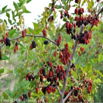 桑葚树苗哪有-果树苗基地批发新品种-桑葚果树
