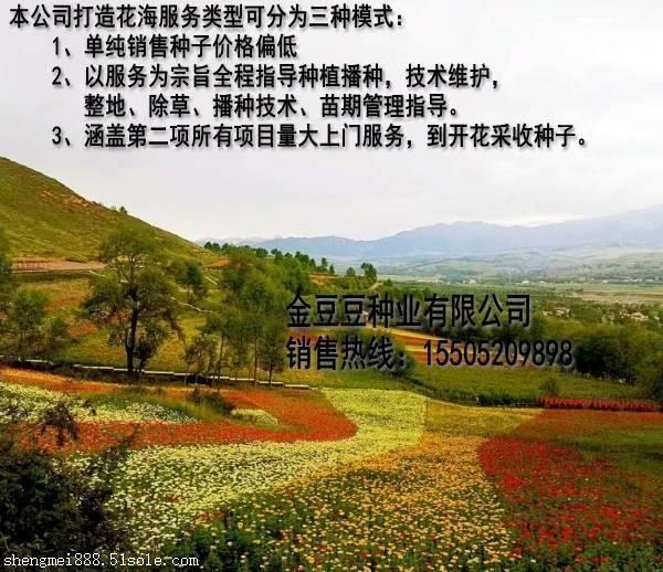 月季小苗一个月不长僵苗